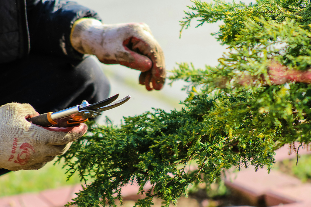 cutting leaf